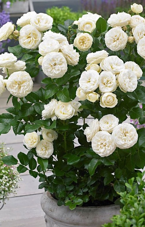 Роза Артемис