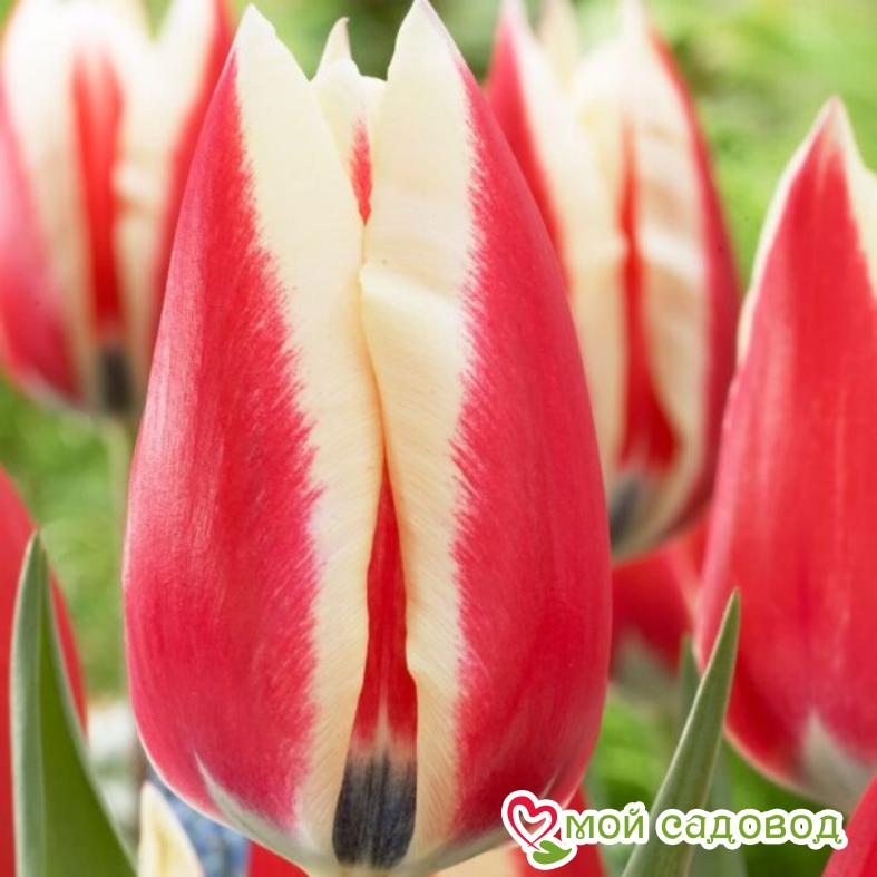 Тюльпан Триумф Спринг Сюрпрайз