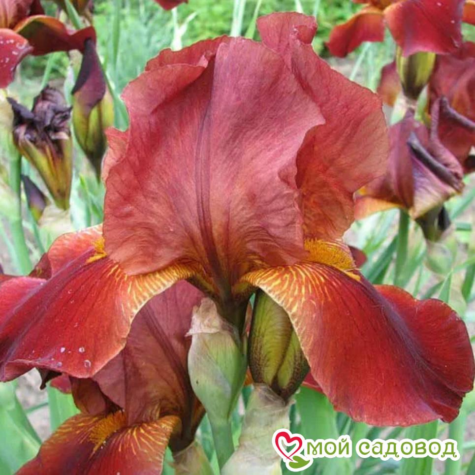 ИРИС ГЕРМАНСКИЙ СУЛТАН ПЭЛАС